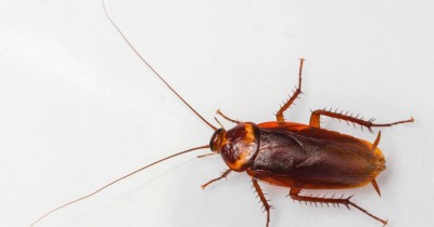 23 Fakta Kecoa Paling Unik dan Banyak Orang Belum Tahu