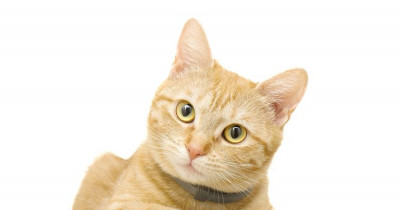 Kucing: Jenis dan Alasan Masyarakat Indonesia suka Pelihara