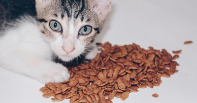 Cara Memilih Makanan Kucing yang Tepat