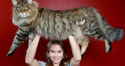 Kucing Maine Coon: Asal, Ciri dan Cara Perawatan